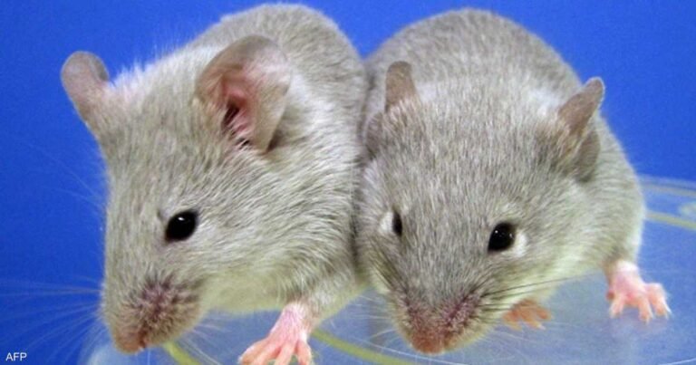 لماذا-ترسل-الصين-4-فئران-إلى-الفضاء؟.jpg