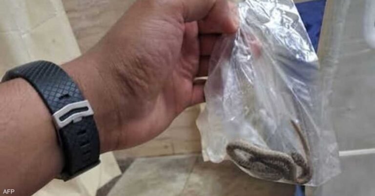 تصرف-غريب-من-مصاب-يفتح-ملف-لدغات-الأفاعي-في-مصر.jpeg