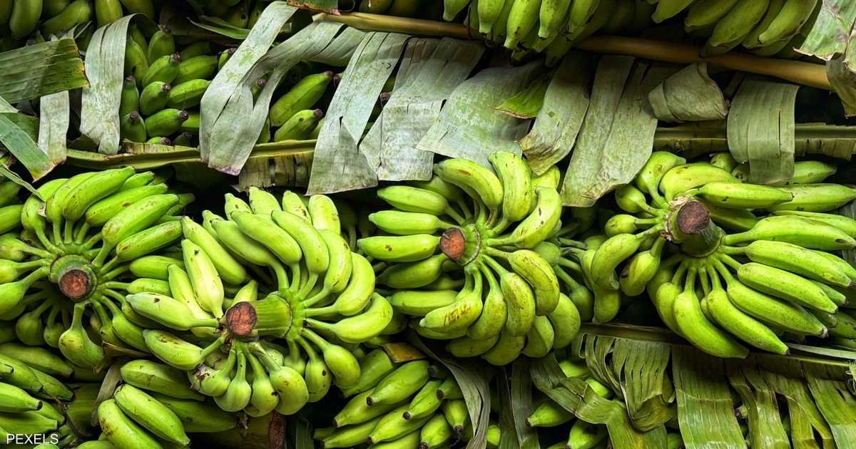 الموز-الأخضر-فاكهة-غير-ناضجة-بفوائد-صحية-كبيرة.jpeg